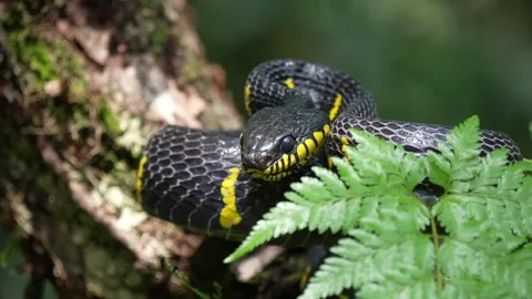 Close up of black snake with yellow markings coiled on tree branch in forest Stock Footage 344809795