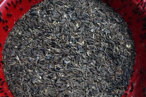Close-up of black soldier fly larvae mass in circular red container for susta Stock Photos