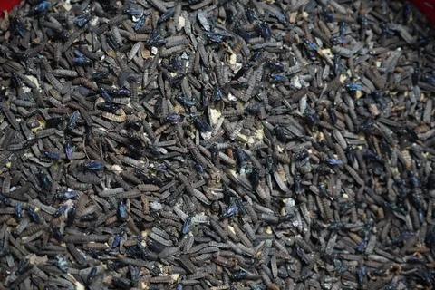 Close-up of black soldier fly larvae mass-reared for sustainable protein prod Stock Photos