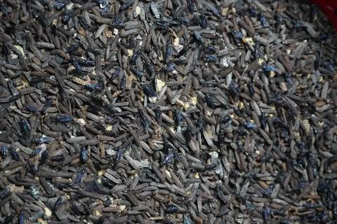 Close-up of black soldier fly larvae thriving in organic waste for sustainabl Stock Photos
