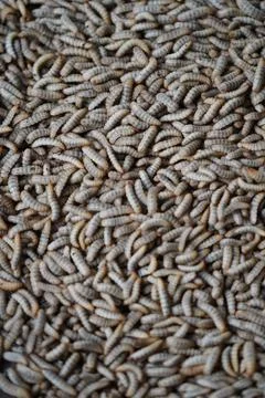 Close-up of black soldier fly larvae mass-reared for sustainable protein prod Stock Photos
