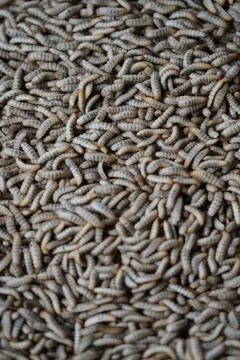 Close-up of black soldier fly larvae mass-reared for sustainable protein prod Stock Photos