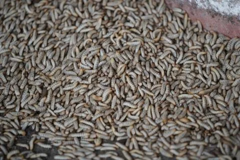 Close-up of black soldier fly larvae mass-reared for sustainable protein prod Stock Photos