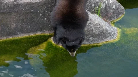 Close up of a   black Spectacled bear  Stock Footage 251741556