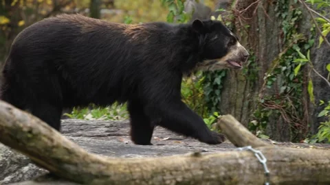 Close up of a black Spectacled bear  Stock Footage 258074965