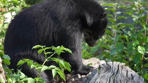 Close up of a black Spectacled bear Stock Footage 272739816