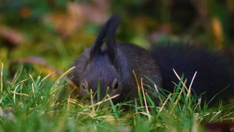 Close up of black squirrel  Stock Footage 145255520
