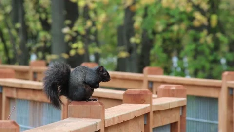 Close-up of a black squirrel on top of a gallery post, posing in autumn 動画素材 167670592