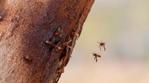 Close up black Stingless bee in tree Stock Photos