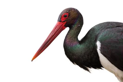 Close up of black stork looking into camera isolated on white background Stock Photos