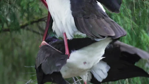 Close-up of a black stork. Pairing in the nest. Stock Footage 172498074