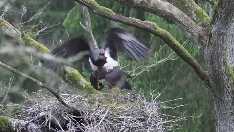 Close-up of a black stork. Pairing in the nest. In deep old forest. Stock Footage 177466353