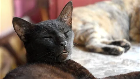 Close up Black Stray Cat Sleeping and Breathing Heavily Stock Footage 149933911