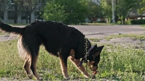 Close Up of Black Stray Dog Sniffing Grass in Urban Park Stock Footage 310724448