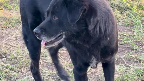 Close Up of Black Stray Dog Walking on Grassy Field at Sunset 스톡 동영상 331899055