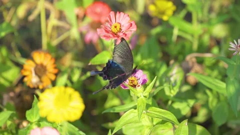 Close up of a black swallowtail butterfly resting on a colorful zinnia flower Stock Footage 342218578