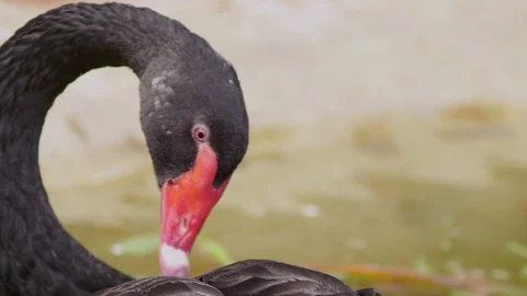 Close-up. black swan cleans feathers with its beak Stock Footage 100404491