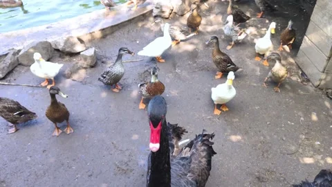 Close-up of a black swan. Ducks and swans live together in the bird pen. Contact Stock Footage 158914933