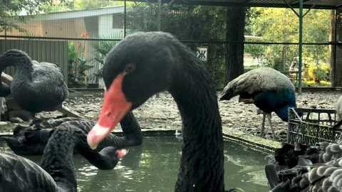 Close-up of the black Swan's head. Stock Footage 128142416