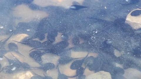 A close-up of black Tadpoles floating in clear water near the shore Video stock 79320096