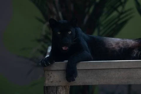 Close up Black Tiger Stock Photos