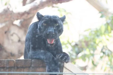 Close up Black Tiger Stock Photos