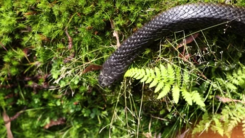 Close-up of Black Tiger Snake Slithering Through Mossy Grass in Tasmania Stock Footage 334016552
