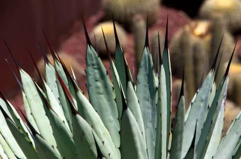 Close-up of black tips of the blue emperor agave leaves Stock Photos