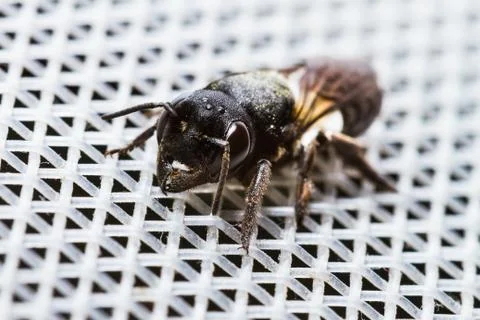 Close up of black wasp Stock Photos