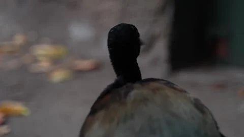 Close Up of a Black Water Bird Resting on the Ground Stock Footage 346414333