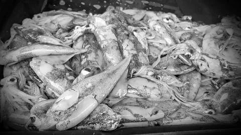 Close-up black white squid deep-sea live dead sell market store still froze. Stock Photos