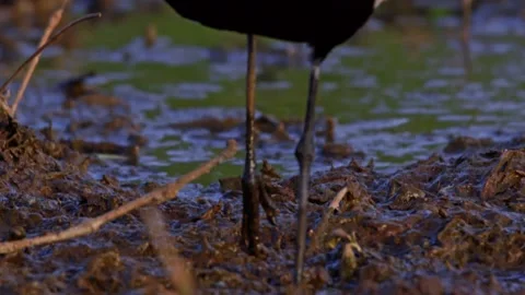 Close up of black-winged lapwing's feet walking in a dam in Africa Stock Footage 252299486