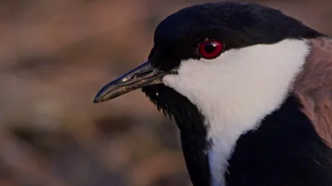 Close up of black-winged lapwing's head making calling sounds in Africa Stock Footage 252299016