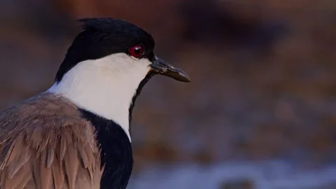 Close up of black-winged lapwing's head on a windy evening in Africa Stock Footage 252299564