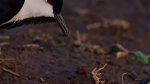 Close up of a black-winged lapwing's head wading through stones in Africa Stock Footage 252299877