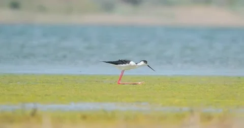Close up of Black-winged stilt Stock Footage 130592809