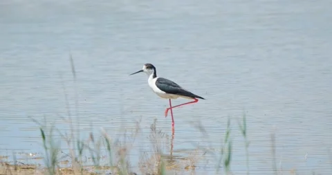 Close up of Black-winged stilt Stock Footage 130592812