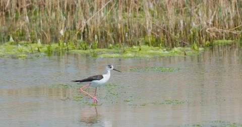 Close up of Black-winged stilt Stock Footage 130592984