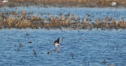 Close up of Black-winged stilt Stock Footage 130592992