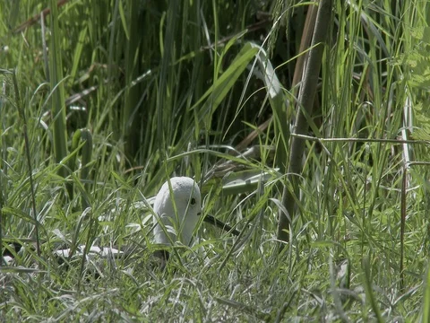 Close-up Black-winged stilt (Himantopus himantopus)  laying eggs. Stock Footage 74819463
