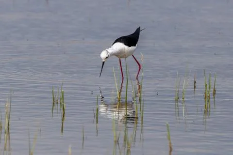 Close-up of black winged stilt perching in lake, Parc Natural dels Aiguamol.. Stock Photos