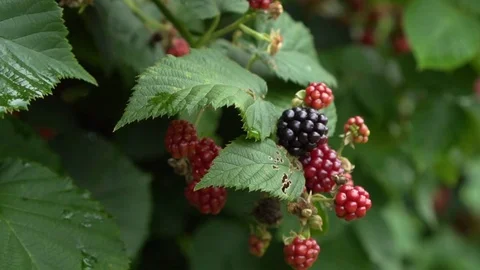 Close up of blackberries on a blackberry bush Stock Footage