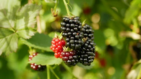 Close up on blackberries in the garden Stock Footage 160815357