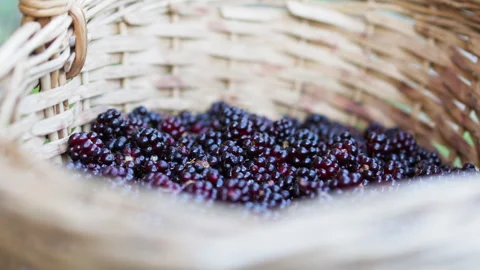 Close up of blackberries in a woven basket. Stock Footage 314736139