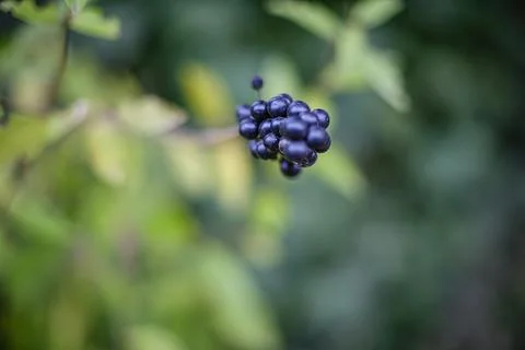 Close-up of blackberry in the forest Stock Photos