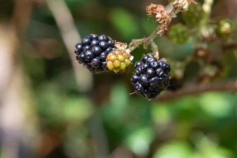 Close-up of Blackberry Stock Photos