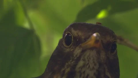 Close-up of blackbird incubating eggs in open nest, only head visible 스톡 동영상 330948895