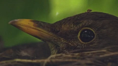 Close-up of blackbird incubating eggs in open nest, only head visible Video stock 330948955