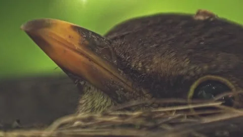 Close-up of blackbird incubating eggs in open nest, only head visible Stock-Footage 330948979