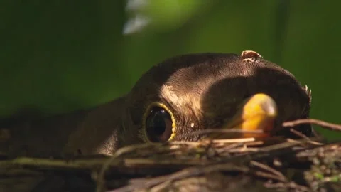Close-up of blackbird incubating eggs in open nest, only head visible Vídeo Stock 330948996
